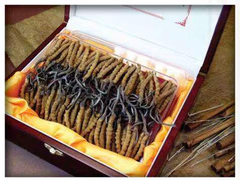 小金冬虫夏草回收